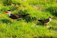 Botswana, Chobe-Fluss, Braunmantel-Scherenschnabel
