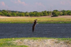 Botswana, Chobe-Fluss, Braunmantel-Scherenschnabel im Flug