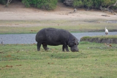 Botswana, Chobe-Fluss, Flusspferd