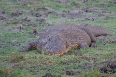 Botswana, Chobe-Fluss