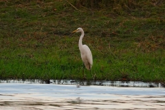 Botswana, Chobe-Fluss, Silberreiher