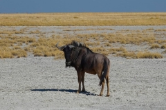 Botswana, Nata Vogelschutzzentrum, Streifengnu