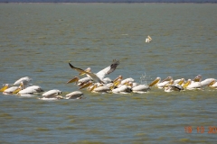 Botswana, Nata Vogelschutzzentrum, Pelikane