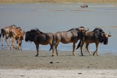 Botswana, Nata Vogelschutzzentrum, Streifengnus