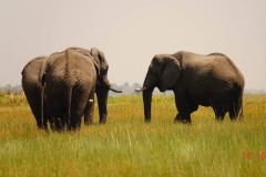 Botswana, Okavango Delta