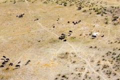 Botswana, Okavango Delta, Streifengnus