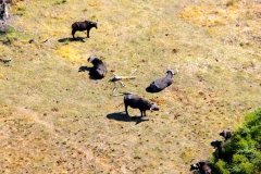 Botswana, Okavango Delta, Afrikanische Büffel