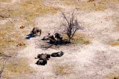 Botswana, Okavango Delta, Streifengnus