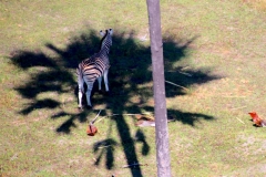Botswana, Okavango Delta, Zebra im Palmenschatten