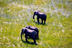 Botswana, Okavango Delta