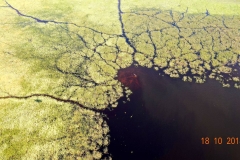 Botswana, Okavango Delta, Flusspferd