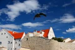 Schloss Rosenburg, Riedenburg, Bayern, Greifvogel-Flugschau