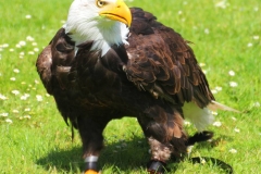 Schloss Rosenburg, Riedenburg, Bayern, Weißkopf-Seeadler