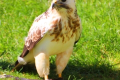 Schloss Rosenburg, Riedenburg, Bayern, Mäusebussard (Buteo)