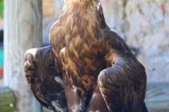 Schloss Rosenburg, Riedenburg, Bayern, Steinadler