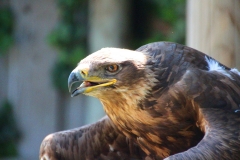 Schloss Rosenburg, Riedenburg, Bayern, Steinadler