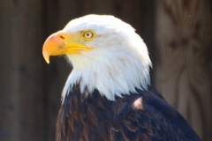 Schloss Rosenburg, Riedenburg, Bayern, Weißkopf-Seeadler
