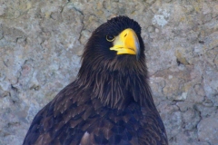 Schloss Rosenburg, Riedenburg, Bayern, Riesenseeadler
