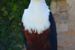 Schloss Rosenburg, Riedenburg, Bayern, Schreiseeadler