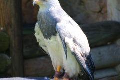 Schloss Rosenburg, Riedenburg, Bayern, Blaubussard (Aguja)