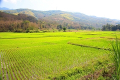 Laos, Reisfeld