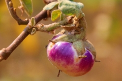 Laos, Passionsfrucht