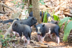 Laos