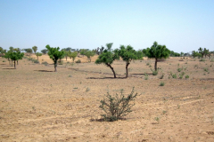 Indien-Unterwegs-nach-Bikaner
