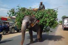 Indien-Unterwegs-nach-Mandawa