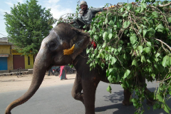 Indien-Unterwegs-nach-Mandawa