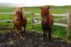 Island, Nonnis Islandpferde