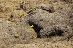 Island, Lavafeld Eldhraun