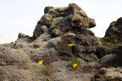Island, Lavafeld Eldhraun