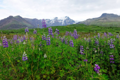 Island, Alaska-Lupinen