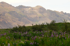 Island, Alaska-Lupinen