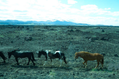 Island, Fahrt nach Landmannalaugar, Islandpferde