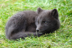 Nordisland, Hof Mödrudalur, Polarfuchs
