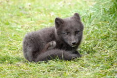 Nordisland, Hof Mödrudalur, Polarfuchs