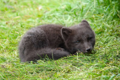 Nordisland, Hof Mödrudalur, Polarfuchs