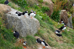Nordisland, Papageitaucher