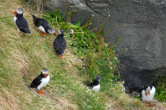 Nordisland, Papageitaucher