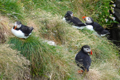 Nordisland, Papageitaucher