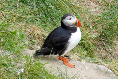 Nordisland, Papageitaucher