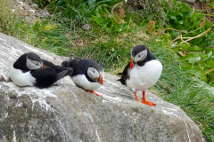 Nordisland, Papageitaucher