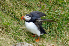 Nordisland, Papageitaucher