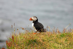 Nordisland, Papageitaucher