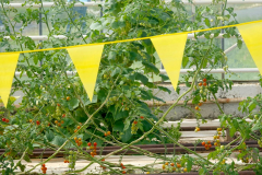 Island, Deildartunguhver, Tomaten im Gewächshaus