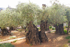 Israel, Jerusalem, Garten Gethsemani, alte Olivenbäume
