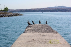 Istanbul, Kormorane am Bosporus