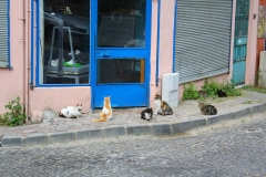 Istanbul, Katzen in der Altstadt